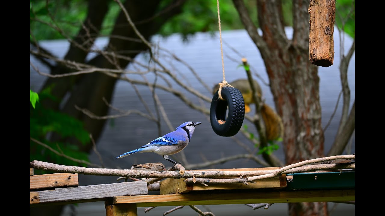 4k Live Texas Bird Feeder Cam | ~ 42 Species