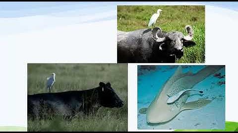 APES 1.1 intro to ecosystems