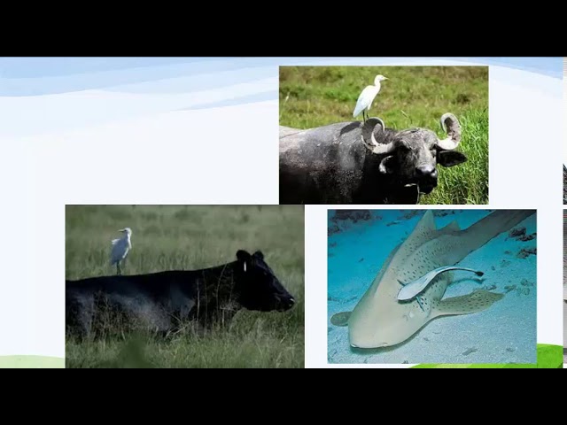 APES 1.1 intro to ecosystems