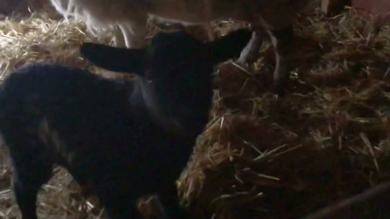 Storm had her Lamb!🐑💕