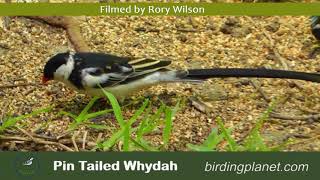 Pintailed Whydahs (male with breeding plumage and females) - on Birding Planet by Rory Wilson