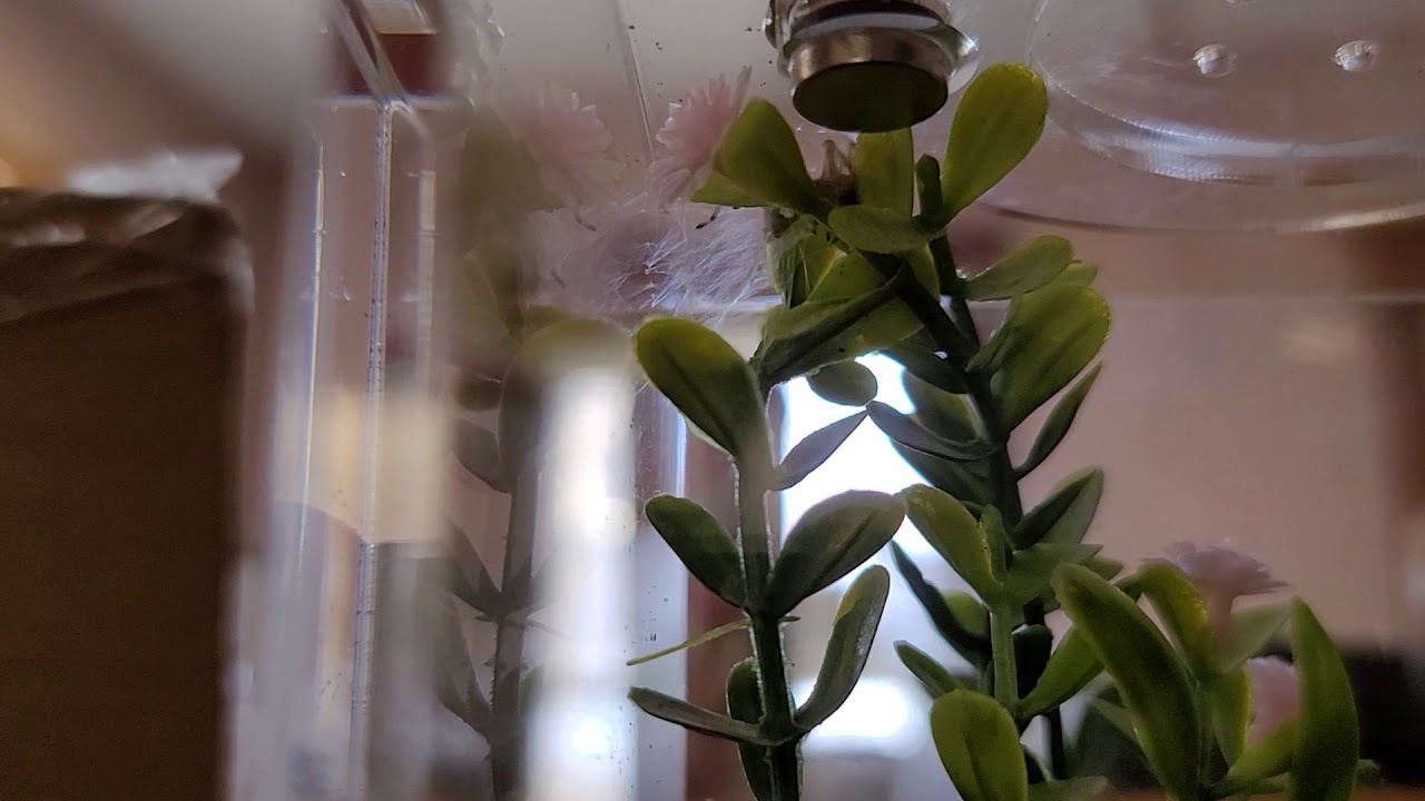 Cheiracanthium mildei making its sac