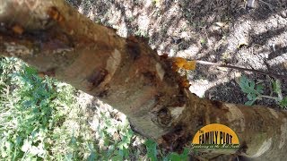 Q&A – What causes the sap to run out of peach trees?