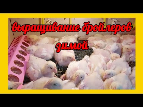 Выращивание крупных бройлеров зимой. Бройлеры в 10 дней, вес, эксперимент по кормлению.