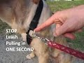 IMMEDIATELY STOP Dog Pulling on Leash!  Dog Training Tips!