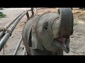 พลายหม่ํา แชแนล Youtube (Thailand&#39;s elephant compartment)