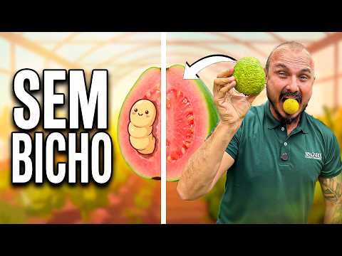 Goiaba SEM BICHO | O truque do saquinho de TNT (funciona!)