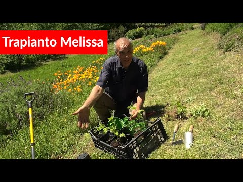 Video: Mantenere la melissa nei limiti - Come prevenire le erbacce di melissa