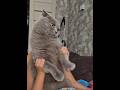 #cat # #красиваякошка