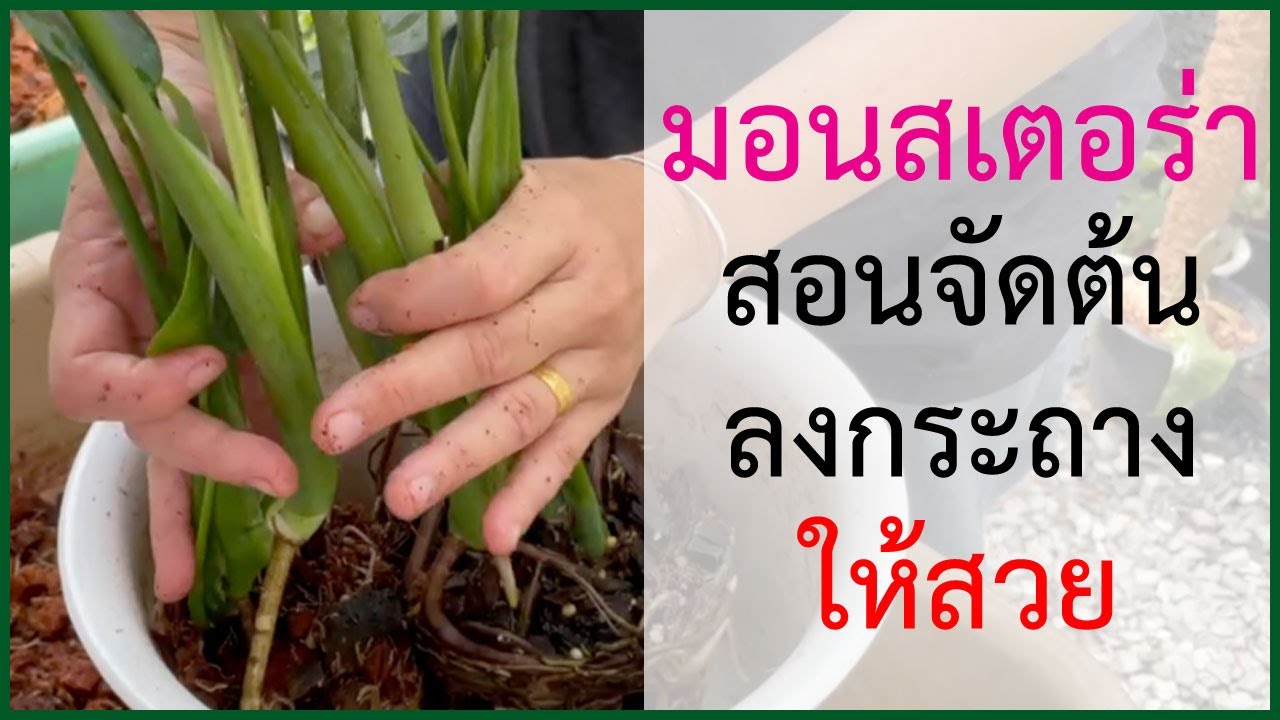 สอนวิธีทำต้น มอนสเตอร่า ให้สวย มาดูกันว่า จะจัด Monstera ใส่กระถาง อย่างไรให้ ต้นมอนสเตอร่า ดูสวยงาม