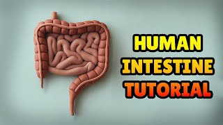 🔴 DIY How to Make HUMAN INTESTINE - DIGESTIVE SYSTEM MODEL - Polymer Clay, plastilina Tutorial