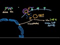 Herpes simplex virus