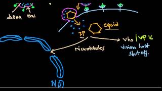 Herpes simplex virus - YouTube