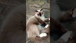 Kucing Lucu shorts kucinglucu kucing