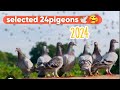 22pigeons ready for tomorrow race / 22పావురాలు రేపటి పందెం కోసం రెడీ #pigeonrace #clubracing