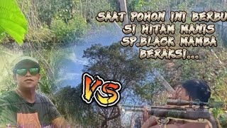 si HITAM MANIS//SP BLACK MAMBA beraksi...saat pohon berbuah...