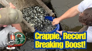 Crappie Surge, Tennessee Record Breaking Boost!