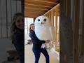 Huge Snowy Owl Snowyowl Owl Cute Bird Animals 