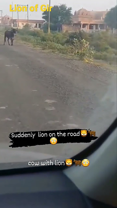 suddenly lion on the road 🦁🦁🦁#lion #shorts #shortsfeed