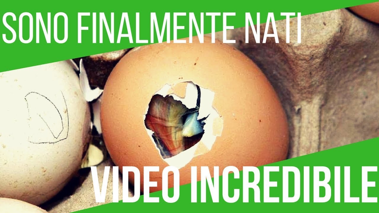 PULCINO ESCE DALL' UOVO | VIDEO INCREDIBILE | IL MIRACOLO DELLA VITA