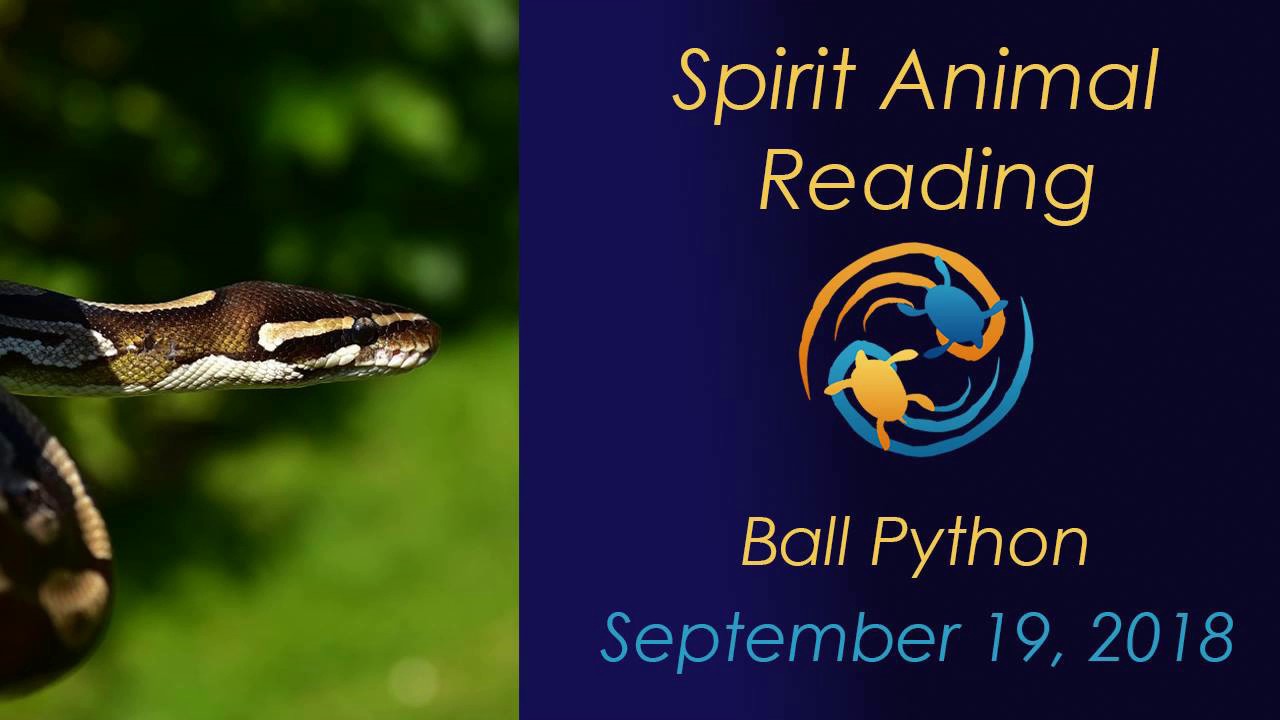 Ball Python Reading Spirit animal reading 9-19-18 (Ball Python meaning) - YouTube