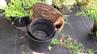 Bengal Munchee Hd - Lizard Terror