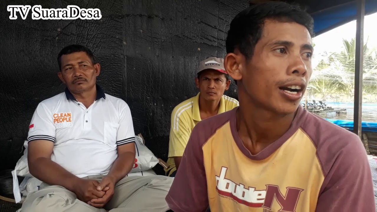 Budidaya Udang Vaname Desa Tanjung Rejo 