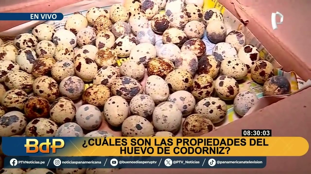 ¿Cómo lo hace? ambulante gana  más  de 7 mil soles mensuales vendiendo huevitos de codorniz