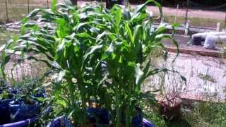 The Mexican Midget Tomato Plants and Container Corn Has Gone Crazy!
