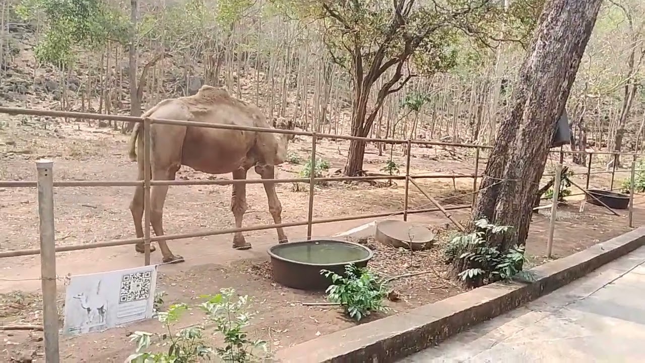 ชมเที่ยวสวนสัตว์ เขาประทับช้างจังหวัดราชบุรี