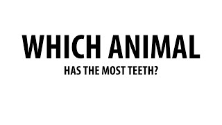 What Animal Has The Most Teeth?