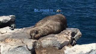 Day tour to PlazaSur Island - Galapagos.tv