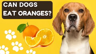 Can Dogs Eat Oranges? 🍊 | Benefits and Risks Explained #dog #dogs #puppy #puppies #pets #doglover