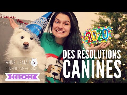 Vidéo: 10 résolutions du nouvel an que vous pouvez faire pour votre chien