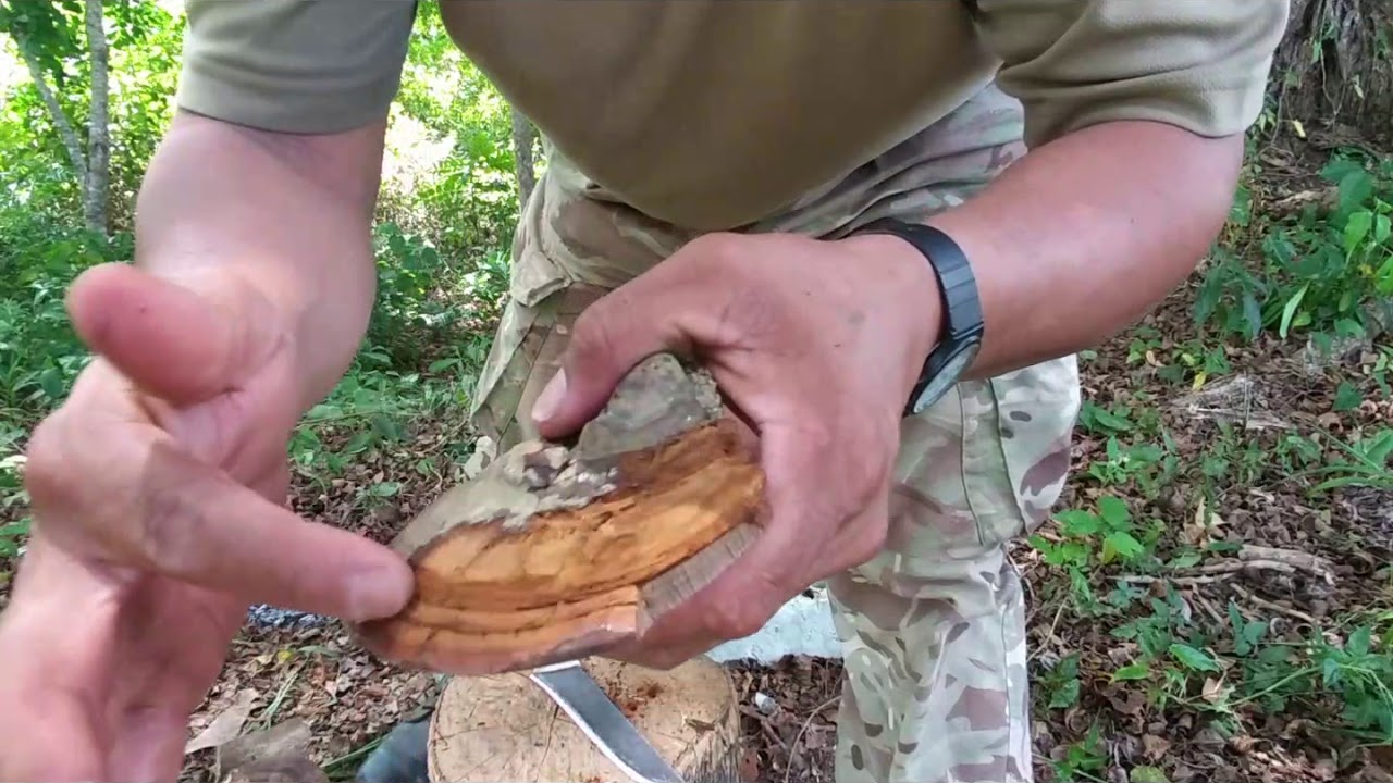 hunting for tinder fungus & starting fire YouTube