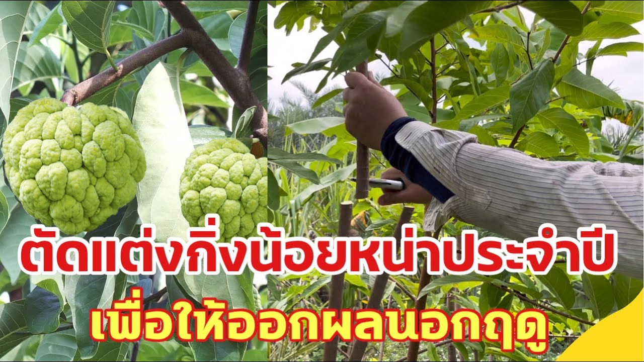 ตัดแต่งกิ่งน้อยหน่าประจำปี เพื่อให้ออกผลนอกฤดู |ไร่เติมสุข