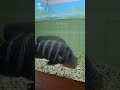জেব্রা তেলাপিয়া#zoo #fish #aquariumfish