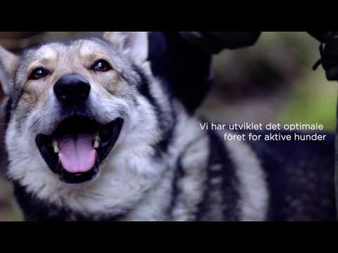 Video: Hvilken Hundemat Er Premium