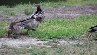 Ducks and a cruising pelican, Cooks River