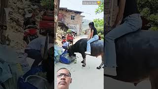 Download Lagu cara tarik kerbau tanpa menyentuh 😂#shorts MP3 Download Lagu cara tarik kerbau tanpa menyentuh 😂#shorts MP3