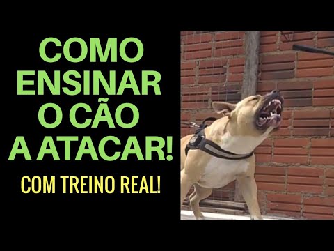 Vídeo: Como Treinar Um Comando De Cão De Caça