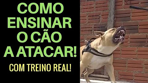 O que colocar nos móveis para o cachorro não roer?