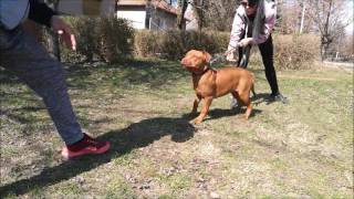 Gorilla Kennel Pres Hannibal Lecter In Action