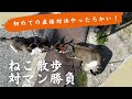 【保護猫】対マン勝負！！猫同士どうするのか！