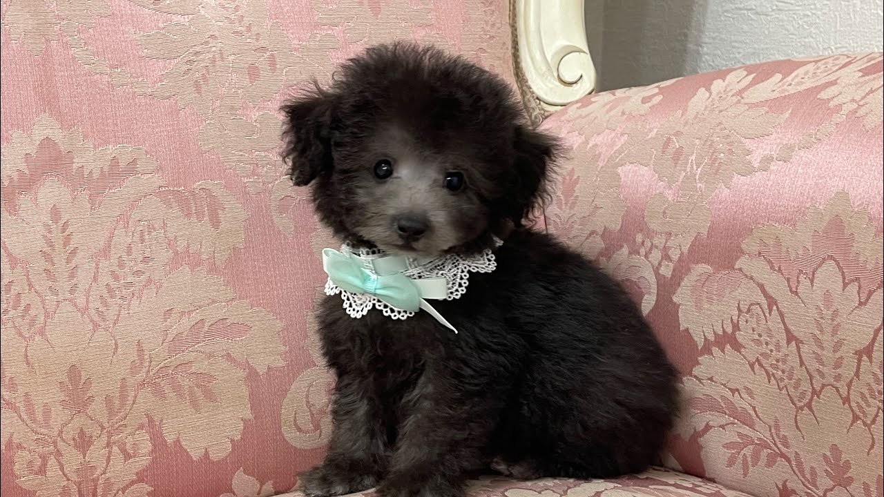 タイニープードル 愛知県 男の子 22年6月27日 シルバー タイニー予想 超良血統 宇野エマちゃんの異父兄弟 みんなのブリーダー 子犬id 27