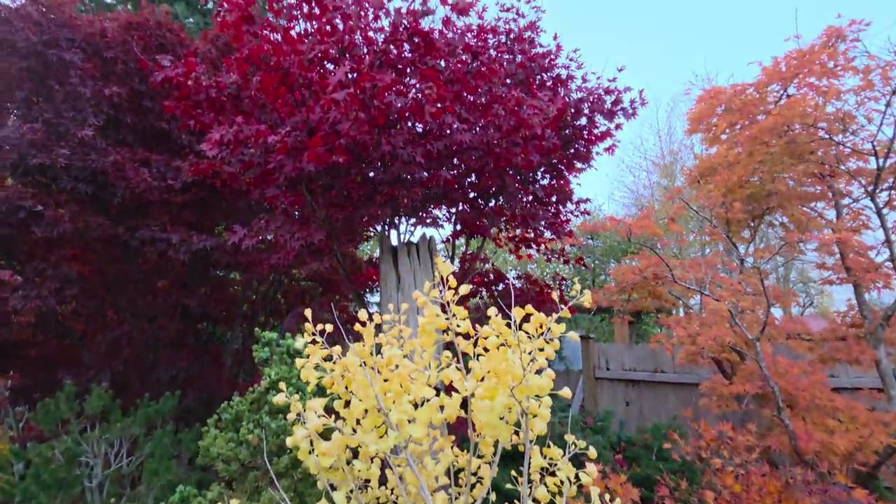 Прекрасные осенние японские клены - удивительные клены