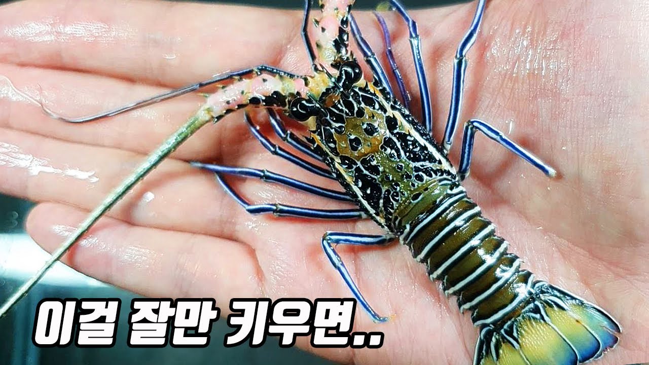 정글의법칙에 나온 크레이피쉬를 집에서 키워보자!