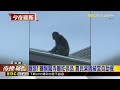 囂張！獼猴闖寺廟吃供品 農民果園被當自助餐@newsebc