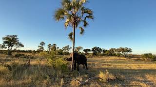 Jabu the elephant pulling down a fan palm frond | Living With Elephants Foundation | Okavango Delta,