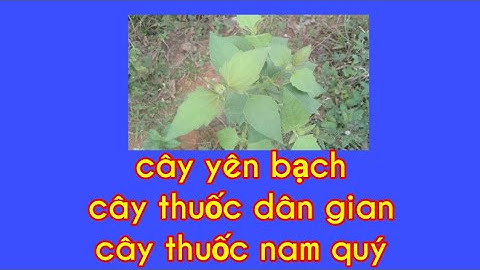 Cây yên bạch cây thuốc thần kỳ của dân gian